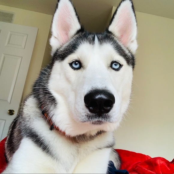 Meet your Posher, Izzy - Picture 2 of 6